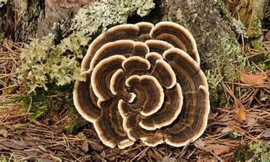 Cola de Pavo, Trametes versicolor