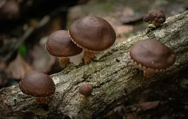 Shiitake, Lentinula edodes