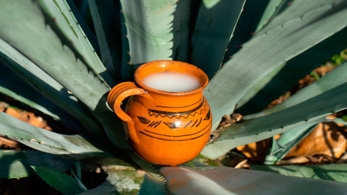 Pulque y maguey