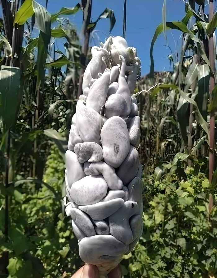 Hongos comestibles de Mexico
