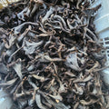 Trompeta Negra deshidratada silvestre (Craterellus cornucopioides) 100 g — Simbiosis