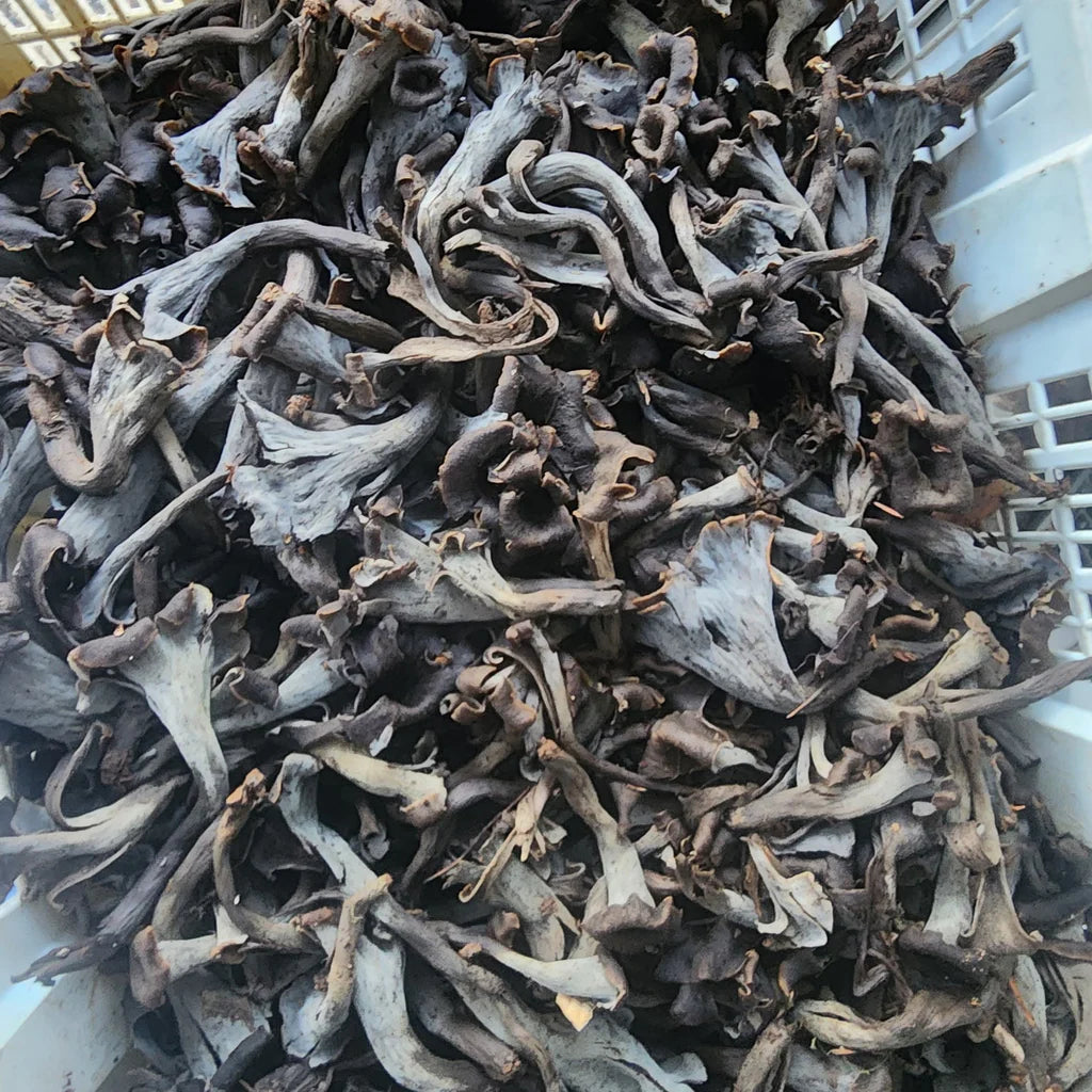 Black Trumpet — Trompeta Negra Deshidratada Silvestre — 1kg