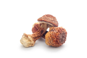 Royal Sun Agaricus