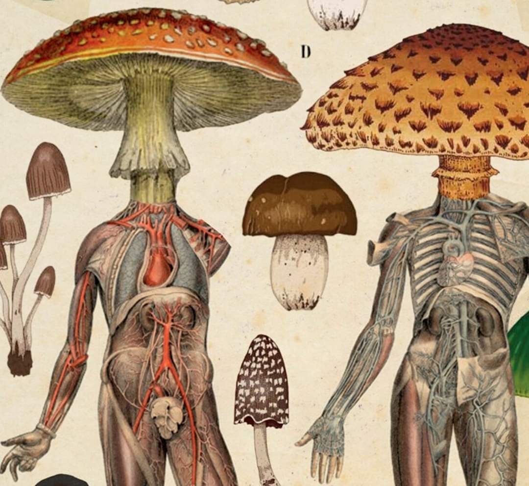 Ser fungivoro