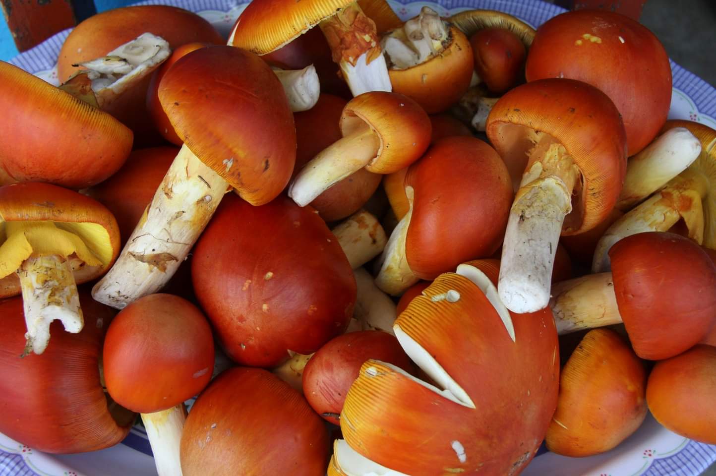 Yemita Fresca de Temporada — 1 kg