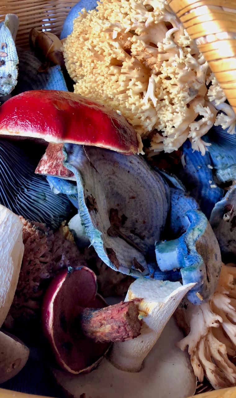 Hongos y nutricion