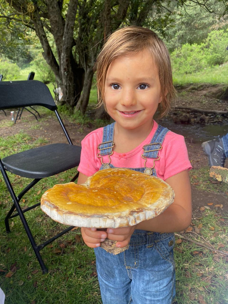 Reishi (Ganoderma lucidum), cuerpo fructifero