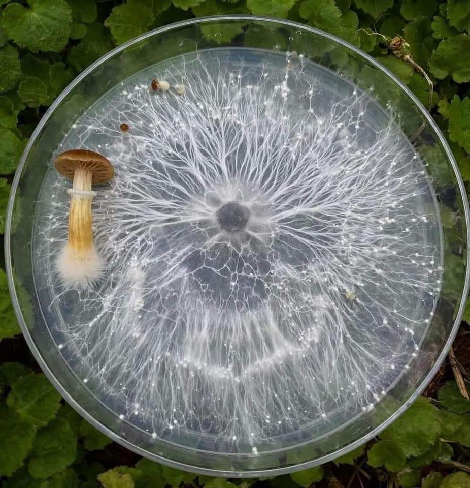 Cosecha de hongos silvestres de Simbiosis