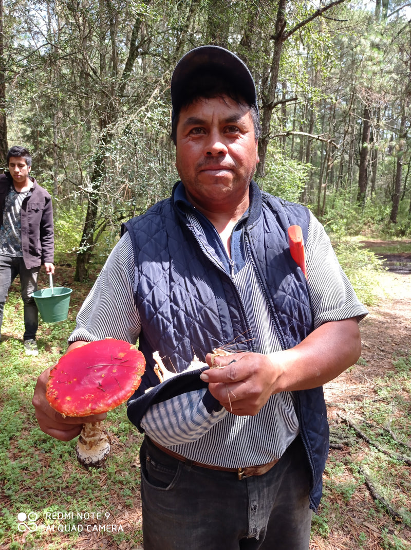 Recolecta en bosque