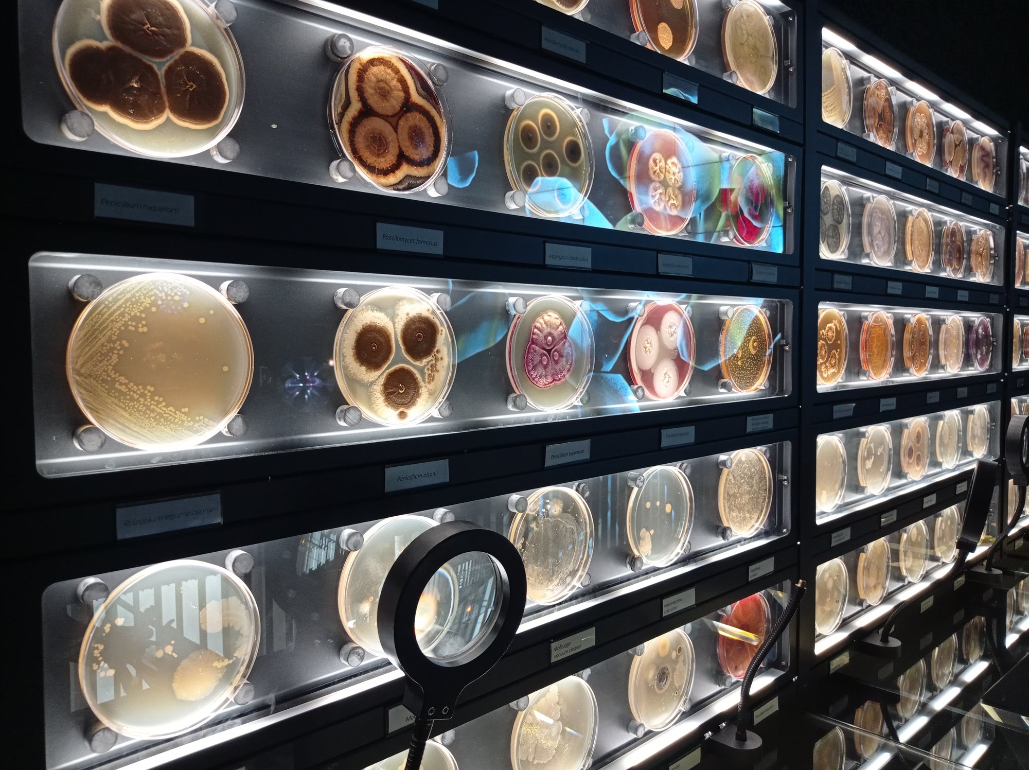 Simbiosis functional mushrooms