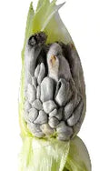 Harina de Huitlacoche (Ustilago maydis) 100 g — Simbiosis