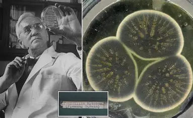 Penicillium, el moho de la penicilina