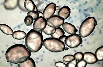 Levaduras de fermentación al microscopio