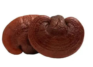 Tintura Sistema Inmunológico — Chaga, Reishi y Cola de Pavo