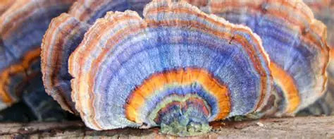 Tintura Sistema Inmunológico — Chaga, Reishi y Cola de Pavo