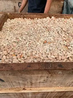 Cacao en fermentación