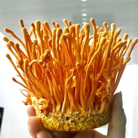 Cordyceps, estromas sobre insecto hospedador