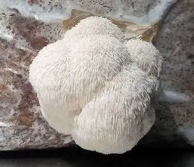 Tintura Melena de León — Doble Extracción