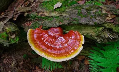 Reishi, Ganoderma lingzhi
