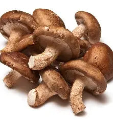 Cápsulas a Granel 1kg — Shiitake