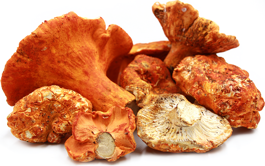 Hongo Langosta Deshidratado Silvestre — 1kg