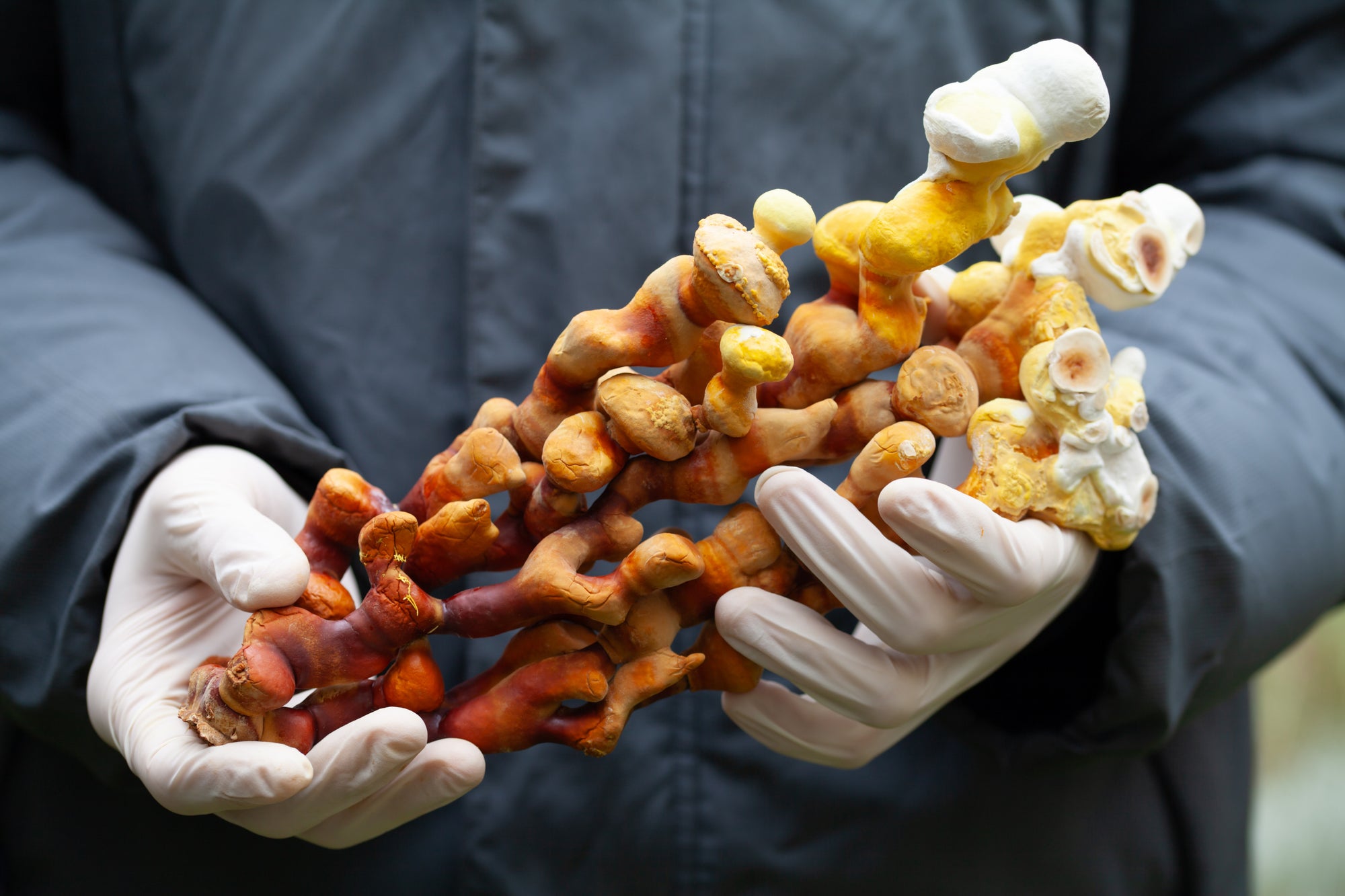 Simbiosis extract production process