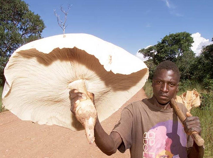 Hongos comestibles de Africa