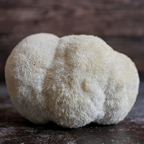 Melena de Leon (Hericium erinaceus), cuerpo fructifero