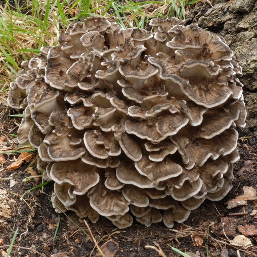 Maitake (Grifola frondosa), cuerpo fructifero