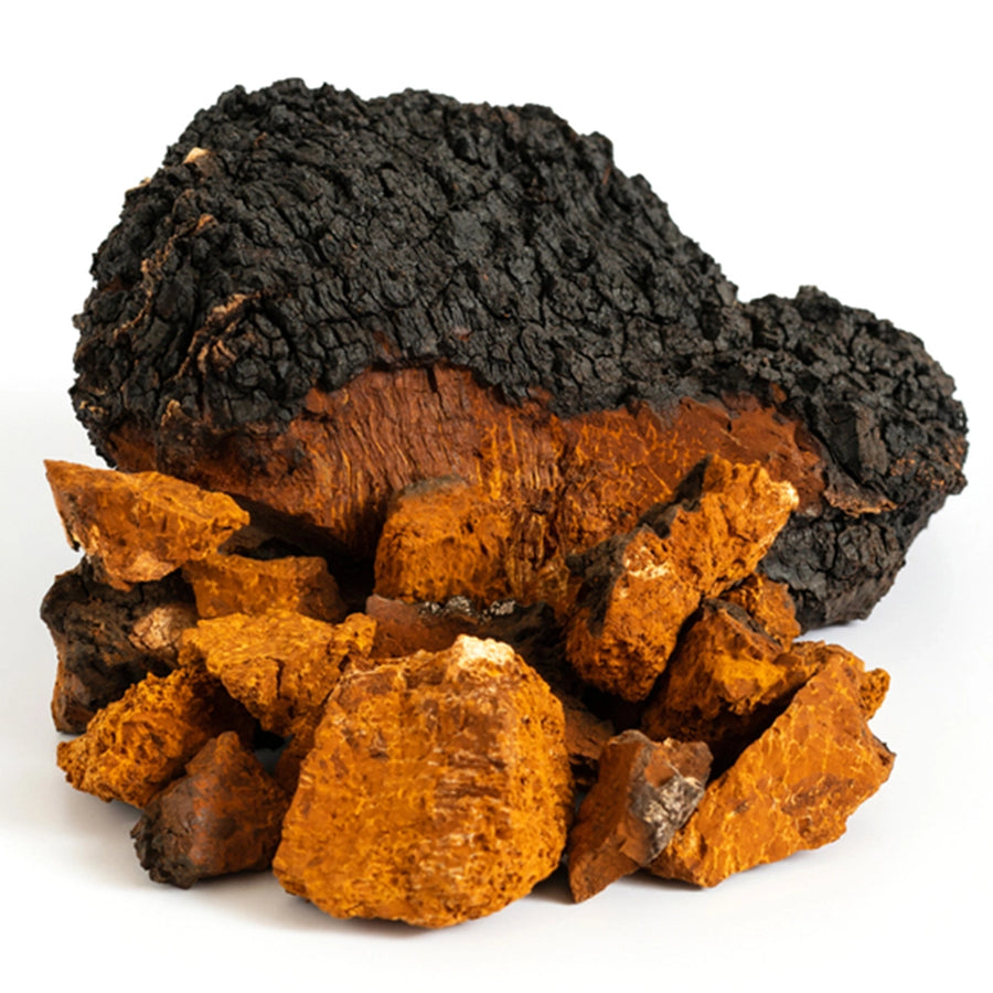 Chaga (Inonotus obliquus) sobre abedul