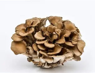 Cápsulas a Granel 1kg — Maitake