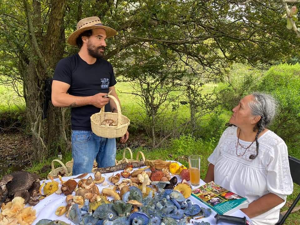 Bosque con hongos silvestres
