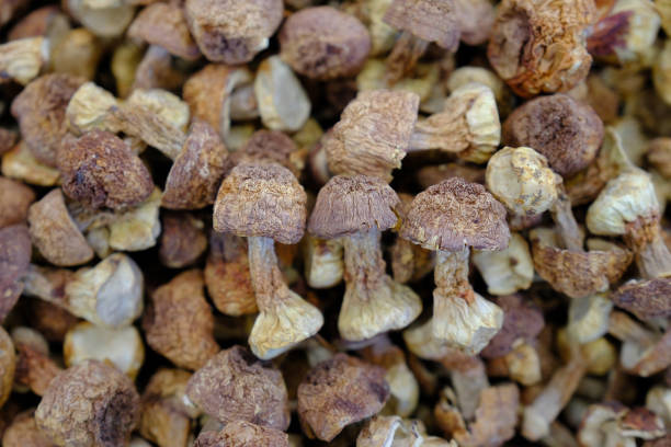 Himematsutake (Agaricus subrufescens), cuerpo fructifero