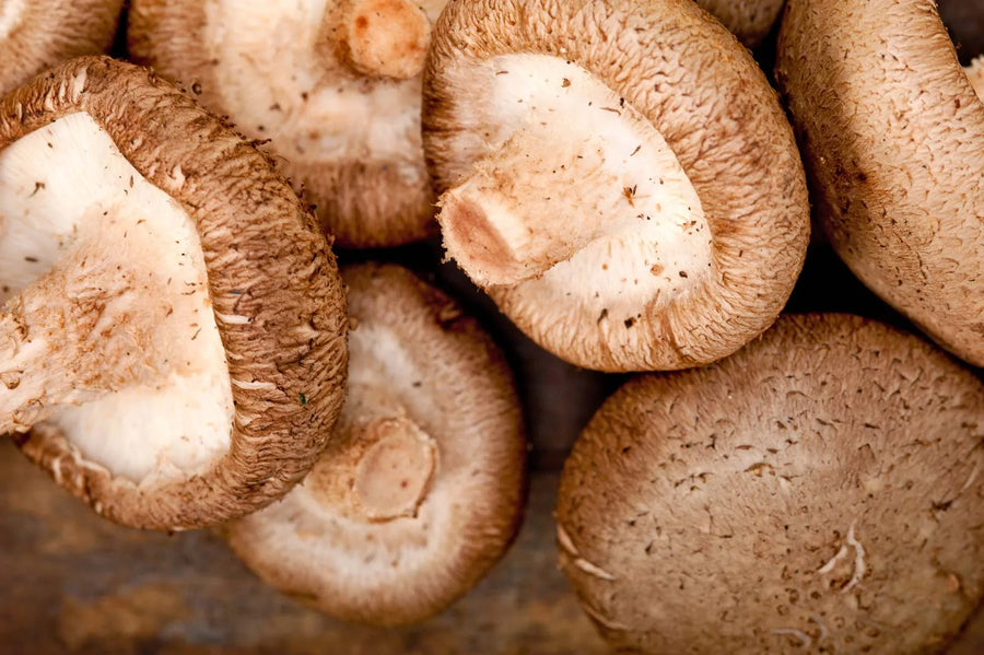 Shiitake (Lentinula edodes), cuerpo fructifero