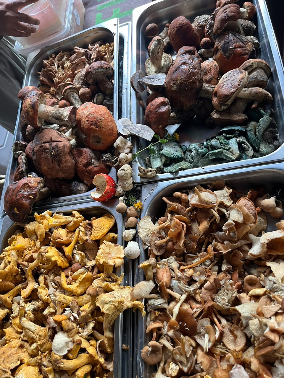 Charolas con hongos silvestres mexicanos en el stand de Simbiosis: pancitas, duraznillos, azulitos y clavitos