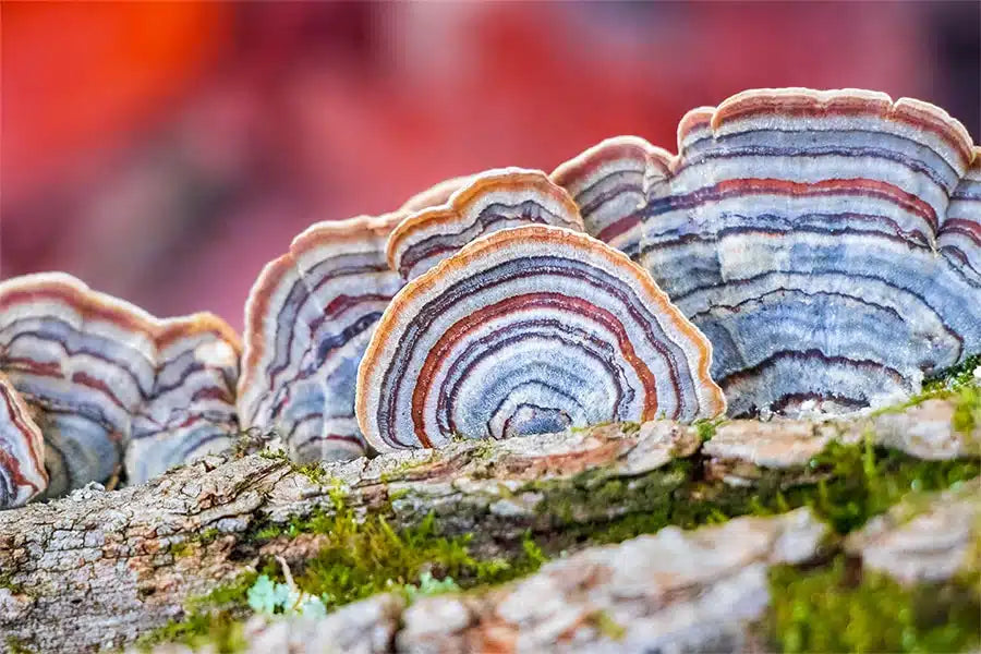 Cola de Pavo (Trametes versicolor), cuerpo fructifero